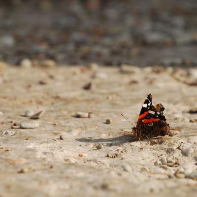 Прикрепленное изображение: bf_0049.jpg